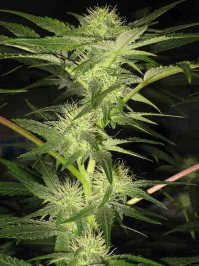 Opium > Paradise Seeds | Feminized Marijuana   |  hybrid