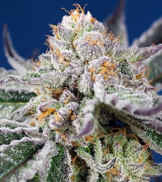 Purple Bud Semillas Auto de White Label – Sensi Seeds