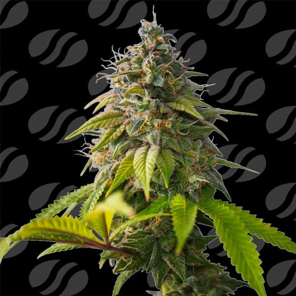 Orange Biscuit Samen > Original Sensible Seeds | Feminisierte Hanfsamen  |  Hybrid
