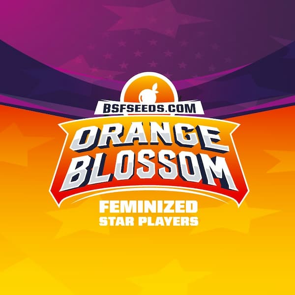Orange Blossom Seed > BSF Seeds | Feminized Cannabis   |  Sativa