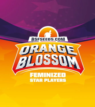 Orange Blossom > BSF Seeds | Graines Féminisées  |  Sativa