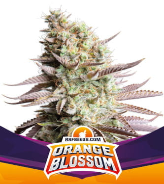 Orange Blossom > BSF Seeds | Graines Féminisées  |  Sativa