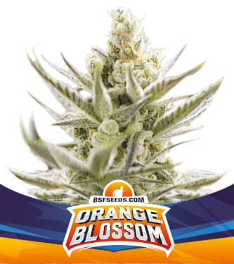 Orange Blossom XXL Auto > BSF Seeds | Graines Autofloraison  |  Sativa