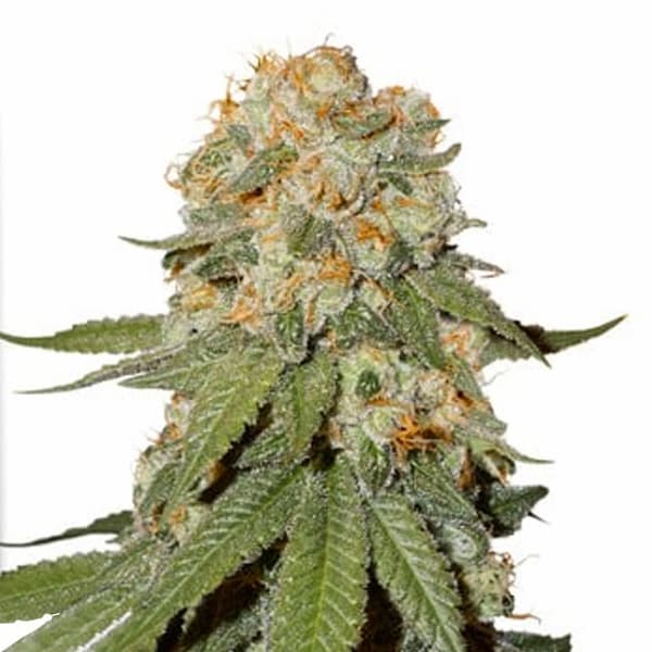 Orange Bud 2.0 Samen > Dutch Passion | Feminisierte Hanfsamen  |  Hybrid