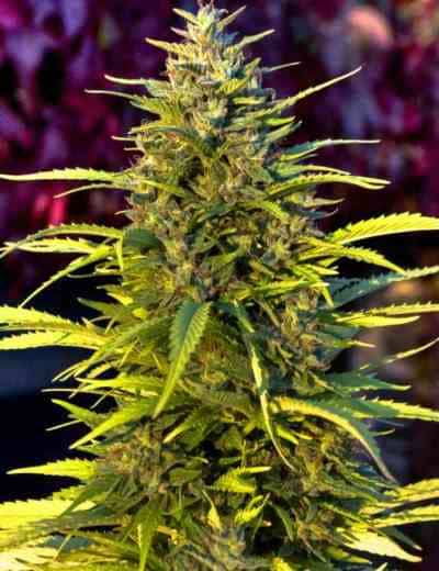 Orange Bud > Dutch Passion | Feminisierte Hanfsamen  |  Hybrid