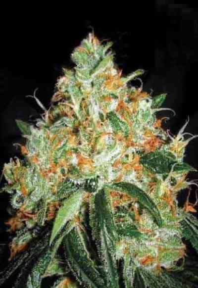 Orange Bud > Dutch Passion | Feminisierte Hanfsamen  |  Hybrid