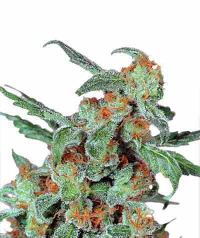 Orange Bud > Dutch Passion | Feminisierte Hanfsamen  |  Hybrid