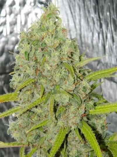 Orange Bud > Dutch Passion | Feminized Marijuana   |  hybrid