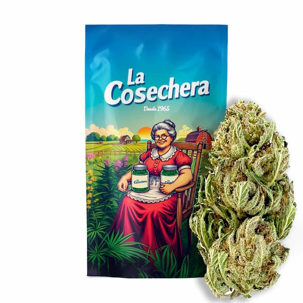 Orange Cali CBD > La Cosechera | CBD Blüten
