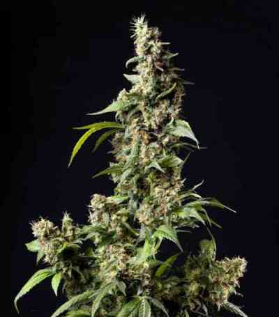 Tropi Mix > Philosopher Seeds | Feminisierte Hanfsamen  |  Sativa