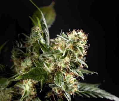 Naranchup > Philosopher Seeds | Semillas feminizadas  |  Sativa