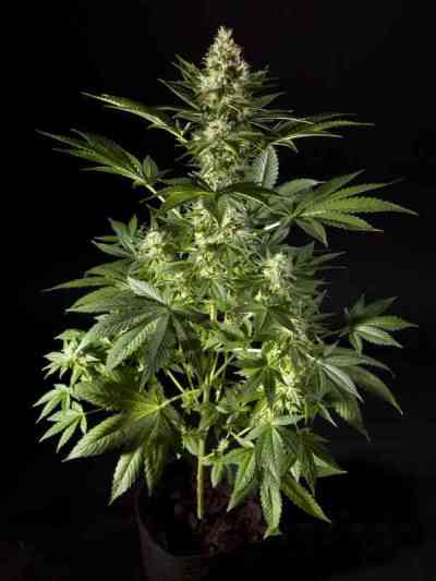 Naranchup > Philosopher Seeds | Semillas feminizadas  |  Sativa