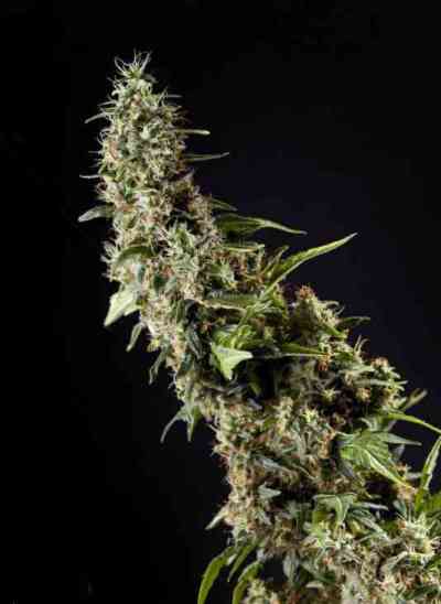 Naranchup > Philosopher Seeds | Semillas feminizadas  |  Sativa