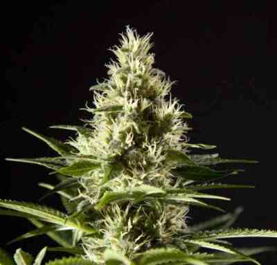 Naranchup > Philosopher Seeds | Semillas feminizadas  |  Sativa