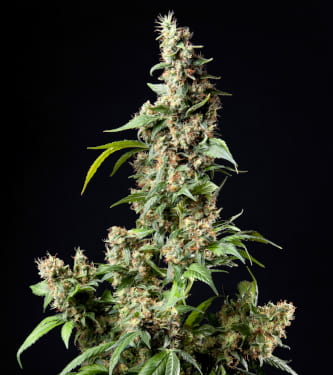 Orange Candy > Philosopher Seeds | Feminized Marijuana   |  Sativa