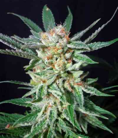 Orange Cinnamon Swirl Seed > G13 Labs | Feminized Marijuana   |  hybrid