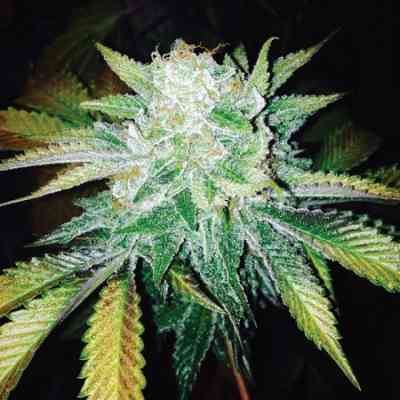 Orange Cream graines > Dark Horse Genetics | Graines Normal  |  Sativa