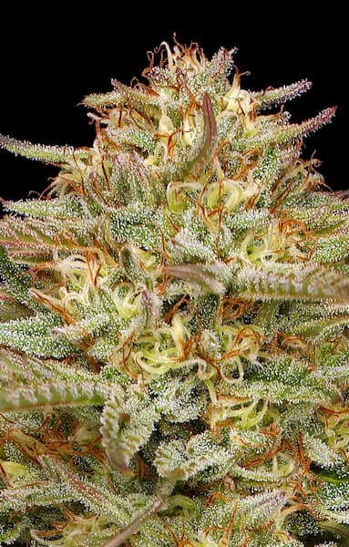 Orange Cream Pop > Humboldt Seed Company | Feminized Cannabis   |  Sativa
