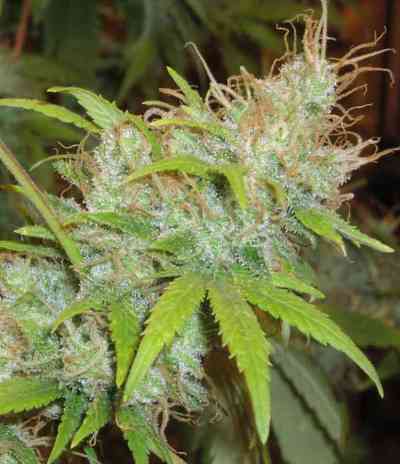 Orange Delight > Homegrown Fantaseeds | Feminized Marijuana   |  Indica