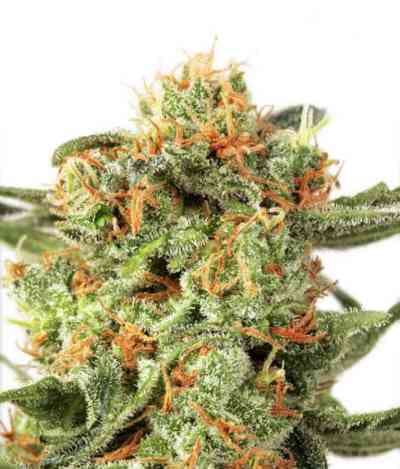 Orange Hill Special > Dutch Passion | Feminized Marijuana   |  hybrid