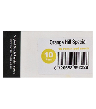 Orange Hill Special > Dutch Passion | Feminisierte Hanfsamen  |  Hybrid