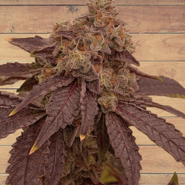Orange MAC > Tramuntana Seeds | Feminisierte Hanfsamen  |  Hybrid