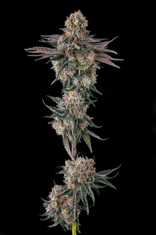 Orange Moon Samen > Compound Genetics Seeds | Feminisierte Hanfsamen  |  Hybrid
