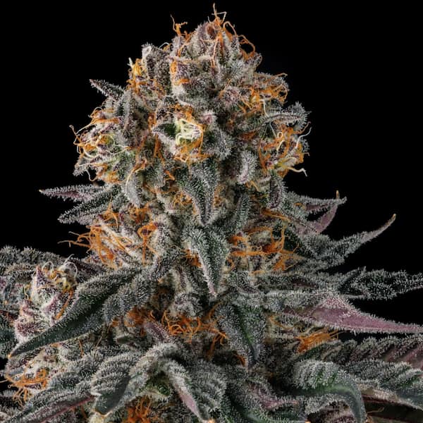 Orange Moon Samen > Compound Genetics Seeds | Feminisierte Hanfsamen  |  Hybrid