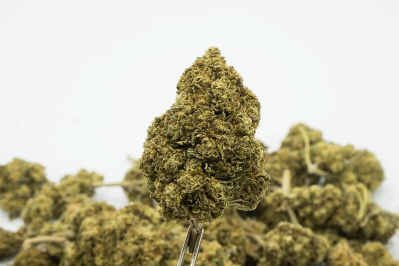 Orange Rock CBD Outdoor > North Spices | CBD Flowers