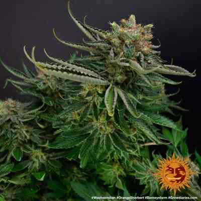 Orange Sherbert > Barneys Farm | Feminized Marijuana   |  Indica