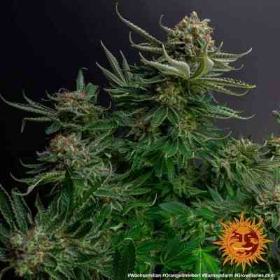 Orange Sherbert > Barneys Farm | Feminized Marijuana   |  Indica