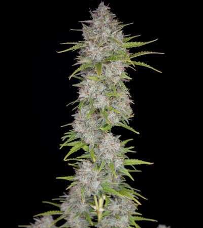 Orange Sherbet Auto > Fast Buds Company | Autoflowering Cannabis   |  Sativa