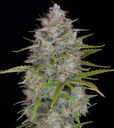 Orange Sherbet Auto > Fast Buds Company | Semillas autoflorecientes  |  Sativa