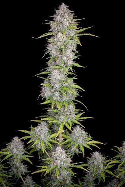 Orange Sherbet Auto > Fast Buds Company | Graines Autofloraison  |  Sativa