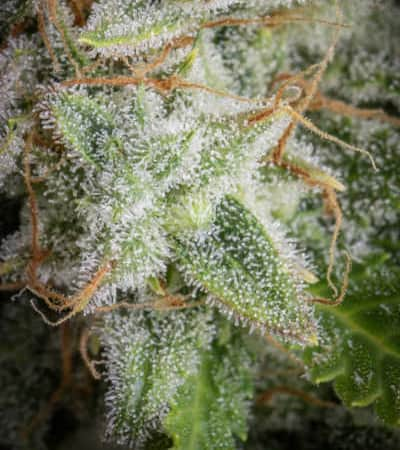 Orange Sherbet Auto > Fast Buds Company | Autoflowering Cannabis   |  Sativa