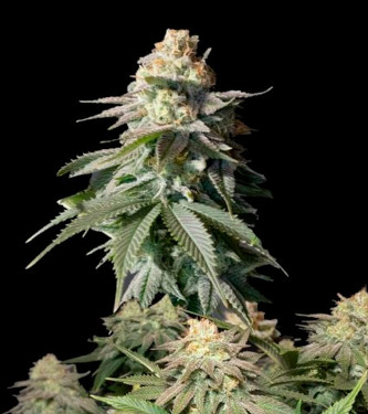 Orange Sherbert Fast Flowering > Fast Buds Company | Feminized Marijuana   |  hybrid