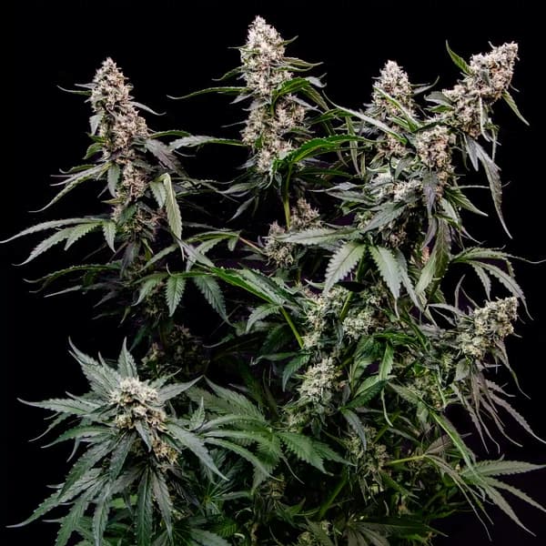 Orbital Banana F1 Seed > Royal Queen Seeds | Feminized Cannabis   |  Hybrid