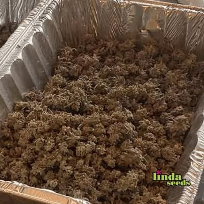 Oreoz graines > Linda Seeds | NOS RECOMMANDATIONS DE GRAINES DE CANNABIS  |  Graines de Cannabis à prix bas