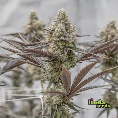 Oreoz graines > Linda Seeds | NOS RECOMMANDATIONS DE GRAINES DE CANNABIS  |  Graines de Cannabis à prix bas