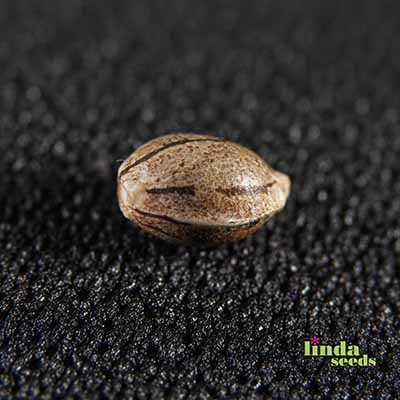 Oreoz Seed > Linda Seeds | Cannabis seeds recommendations  |  Cheap Cannabis