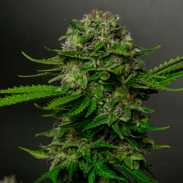 Oreoz x Spritzer graines > Vision Seeds | Graines Féminisées  |  Indica