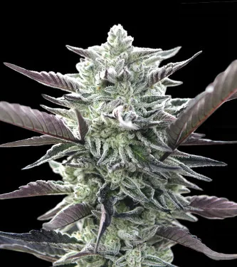Oreoz > 00 Seeds Bank | Semillas feminizadas  |  Índica