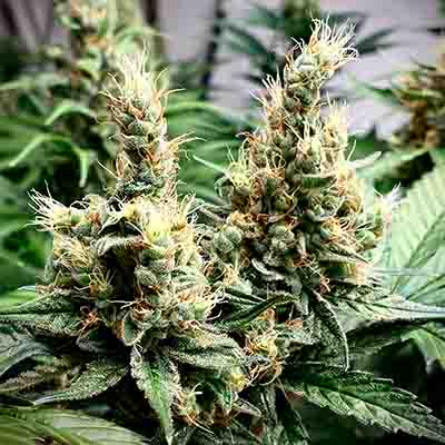 Oreoz USA > Kannabia Seeds | Semillas feminizadas  |  Híbrido