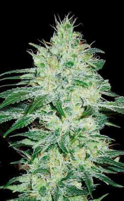 Orient Automatic > Blim Burn Seeds | Graines Autofloraison  |  Indica