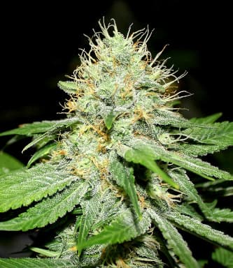 Original Afghan > Bulldog Seeds | Regular Marijuana   |  Indica