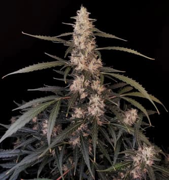 Original Auto Amnesia Haze > Fast Buds Company | Semillas autoflorecientes  |  Sativa