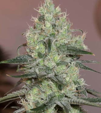 Original Amnesia > Silent Seeds | Feminisierte Hanfsamen  |  Sativa