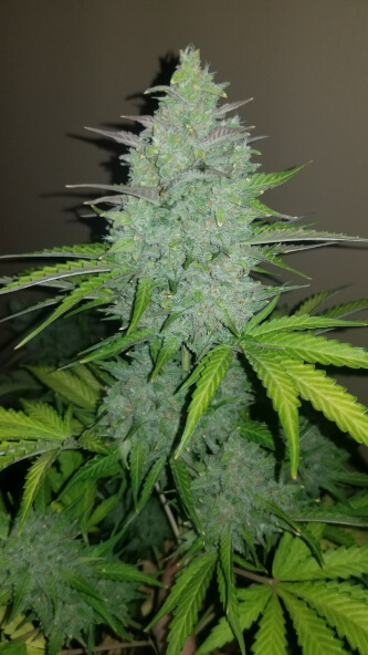 Original Auto Cheese > Fast Buds Company | Autoflowering Cannabis   |  Hybrid