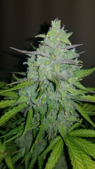 Original Auto Cheese > Fast Buds Company | Autoflowering Cannabis   |  Hybrid