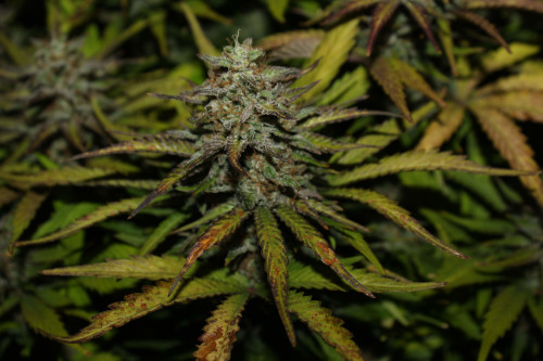 Original Auto Cheese > Fast Buds Company | Graines Autofloraison  |  Hybride